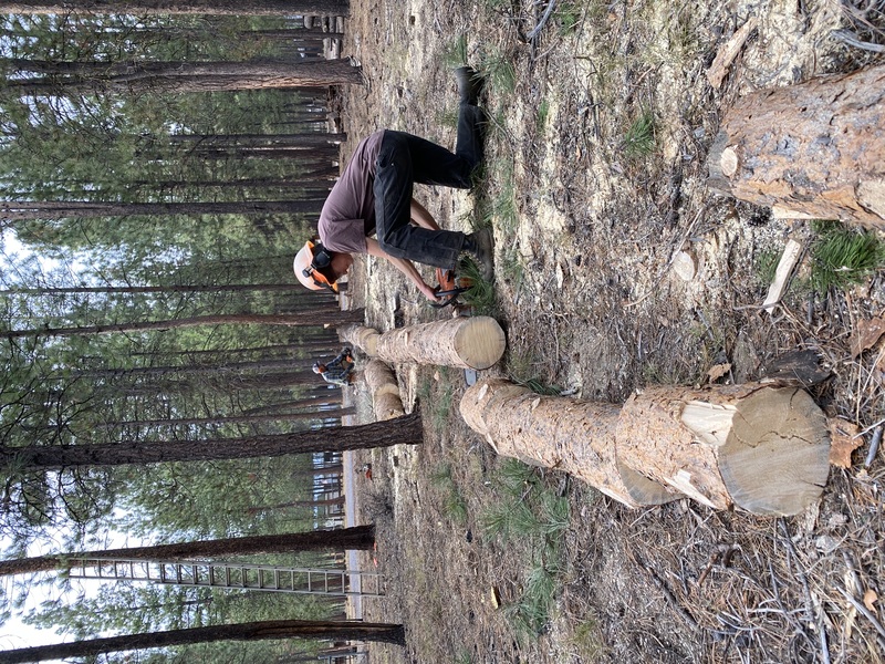 storm cleanup fallen trees to restore space and access
