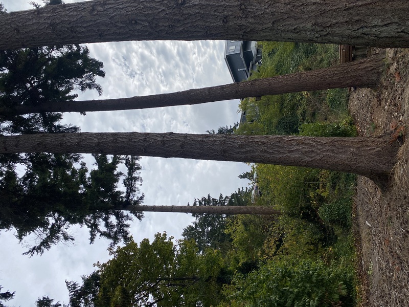 wildfire fuels abatement to assist with firewise compliance