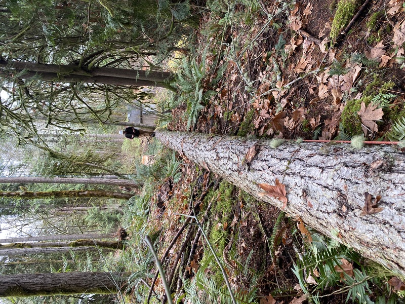 Construction tree clearing for space and access