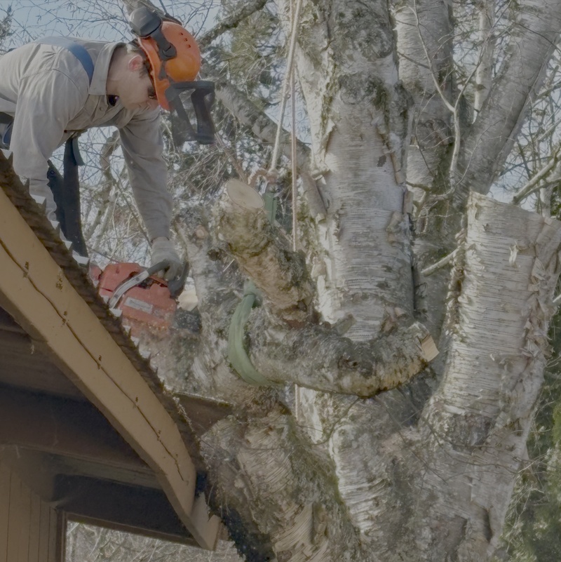 removal of problem trees near houses, structures and fences